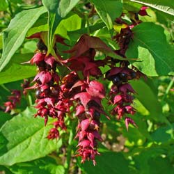 Arbre à faisans 'Purple Rain' / Leycesteria form. Purple Rain